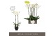 Phalaenopsis wit Bijoux Moonstone 2 spike in Emilia Dark Brown Aquo14  
