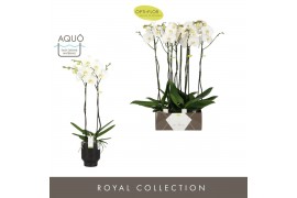 Phalaenopsis wit Bijoux Moonstone 2 spike in Emilia Dark Brown Aquo14 