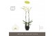 Phalaenopsis wit Bijoux Moonstone 2 spike in Emilia Dark Brown Aquo14  