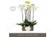 Phalaenopsis wit Bijoux Moonstone 2 spike in Emilia Dark Brown Aquo14  