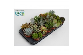 Succulenten mix Succulenten Mix UK3 pp