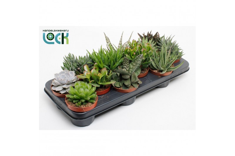 Succulenten mix Succulenten Mix UK4 pp 