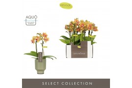 Phalaenopsis multiflora oranje Optifriend Indy 2 spike in Emilia Green
