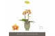 Phalaenopsis multiflora oranje Optifriend Indy 2 spike in Emilia Green 