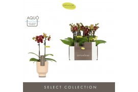Phalaenopsis multiflora Optifriend Esmee 2 spike in Emilia Salmon Aquo
