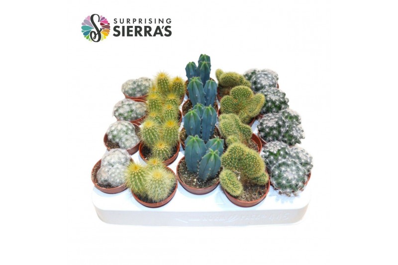 Cactus mix Sierras® - Santiago Cactus Mix (Deluxe)1 pp 