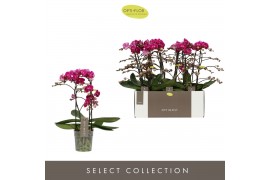 Phalaenopsis multiflora anthura morelia Optimost Morelia 2 spike25 bl.