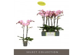 Phalaenopsis anthura padova Optistar Padova 2 spike15 bl. 2 tak/plnt