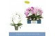 Phalaenopsis mix Mirror Miracle Mix 2 spike15 bl. 2 tak/plnt 