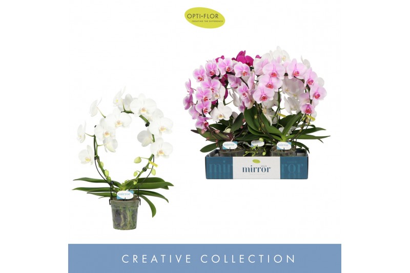 Phalaenopsis mix Mirror Miracle Mix 2 spike15 bl. 2 tak/plnt 