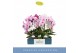 Phalaenopsis mix Mirror Miracle Mix 2 spike15 bl. 2 tak/plnt 