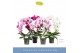 Phalaenopsis mix Mirror Miracle Mix 2 spike15 bl. 2 tak/plnt 