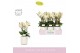Phalaenopsis multiflora wit Boquetto Beauty 3-5 spike in Molise White  