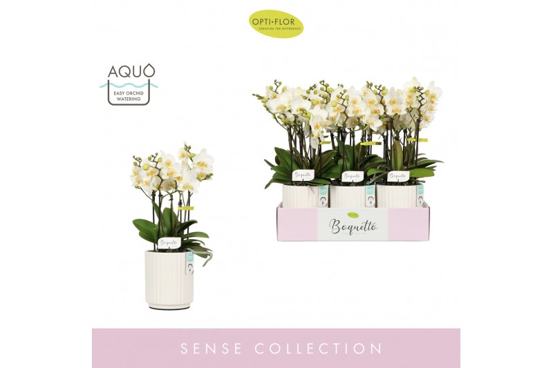 Phalaenopsis multiflora wit Boquetto Beauty 3-5 spike in Molise White  