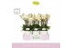 Phalaenopsis multiflora wit Boquetto Beauty 3-5 spike in Molise White  