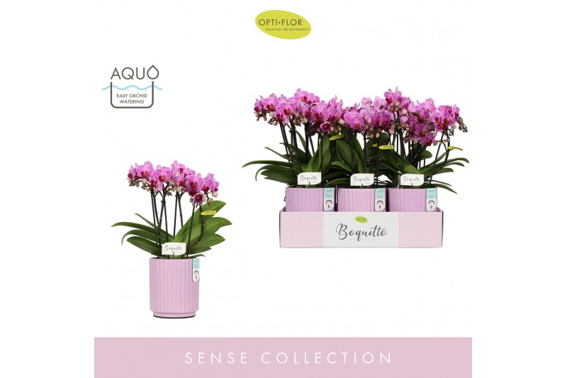 Phalaenopsis multiflora paars Boquetto Delight 3-5 spike in Molise Lil 