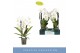 Phalaenopsis anthura madrid Fontano Versailles 2 spikebl.  tak/plnt 