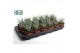 Haworthia fasciata big band Haworthia Big Band 