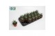 Haworthia fasciata big band Haworthia Big Band 