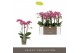 Phalaenopsis multiflora bubbles Optimost Bubbles 3 spike35 bl. 3 tak/p 