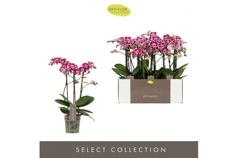 Phalaenopsis multiflora bubbles Optimost Bubbles 3 spike35 bl. 3 tak/p 