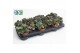Adromischus cooperii Adromiscus Cooperii 