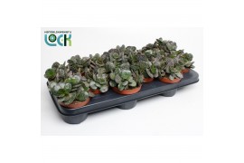 Adromischus cooperii Adromiscus Cooperii
