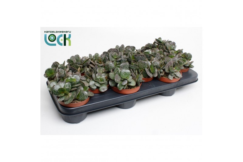Adromischus cooperii Adromiscus Cooperii 
