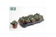 Adromischus cooperii Adromiscus Cooperii 