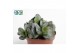 Adromischus cooperii Adromiscus Cooperii 