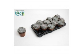 Echeveria runyonii Echeveria Runyonii (Lilacina)