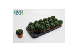 Haworthia Haworthia Cymbiformis