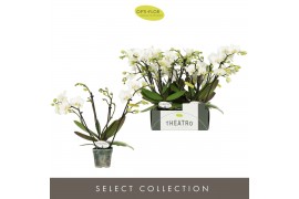 Phalaenopsis multiflora wit Theatro Funk 4 spike16 bl. 4 tak/plnt 150