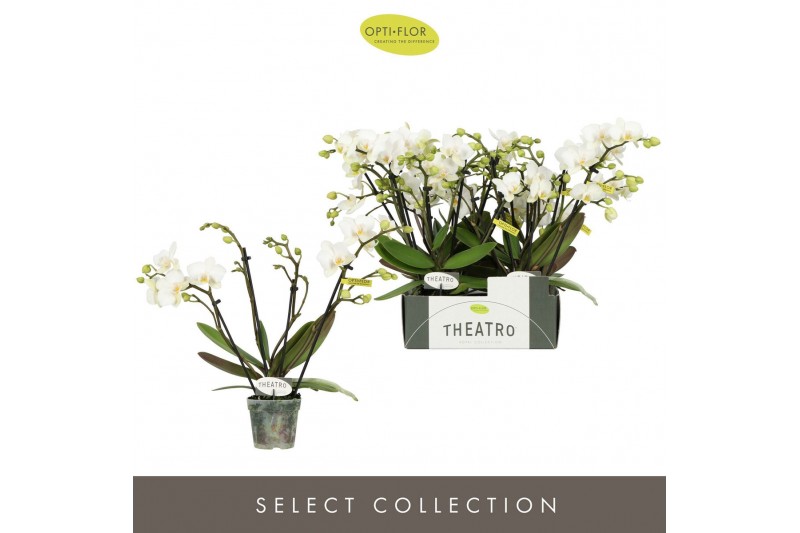 Phalaenopsis multiflora wit Theatro Funk 4 spike16 bl. 4 tak/plnt 150 