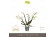 Phalaenopsis multiflora wit Theatro Funk 4 spike16 bl. 4 tak/plnt 150 