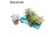 Succulenten mix Succulenten Mix (4spc.) (decorum)1 pp 