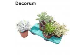 Succulenten mix Succulenten Mix (4spc.) (decorum)1 pp