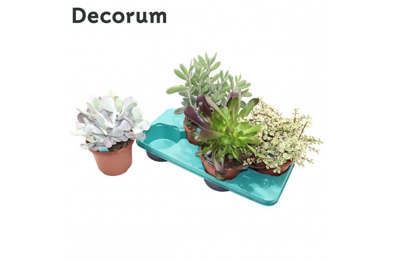Succulenten mix Succulenten Mix (4spc.) (decorum)1 pp 