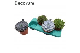 Echeveria mix Echeveria Mix (4spc.) (decorum)