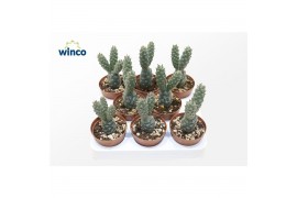 Cactus Tephrocactus Diadematus