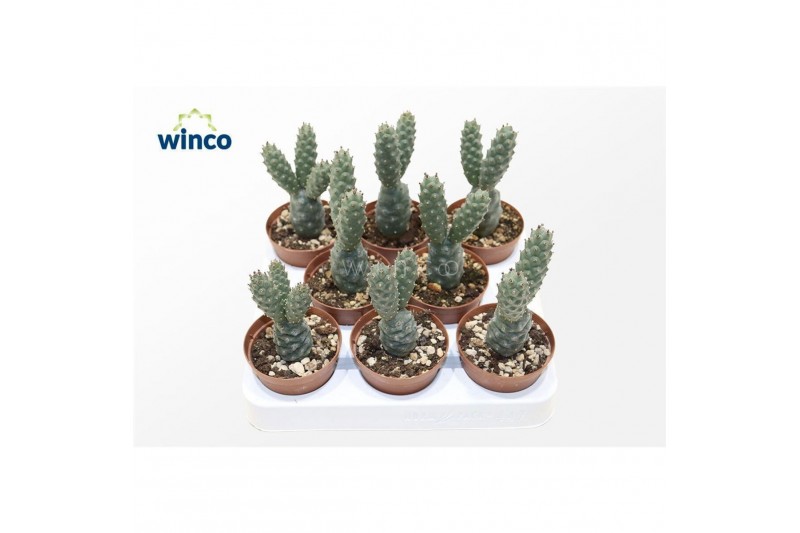 Cactus Tephrocactus Diadematus 