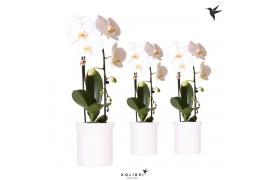 Phalaenopsis elegant cascade Kolibri Orchids Cascade Niagara fall 1 sp