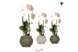 Phalaenopsis elegant cascade Kolibri Orchids Cascade Niagarafall 1 spi