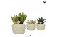Succulenten mix Kolibri Greens Succulenten mix in Citrus pot green1 pp 