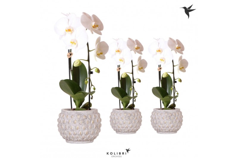 Phalaenopsis elegant cascade Kolibri Orchids Niagara fall 1 spike in M 