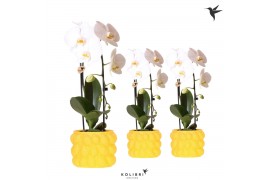 Phalaenopsis elegant cascade Kolibri Orchids Cascade Niagara fall 1 sp