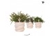 Rhipsalis mix Kolibri Greens Rhipsalis mix in Octopus pot pink1 pp 