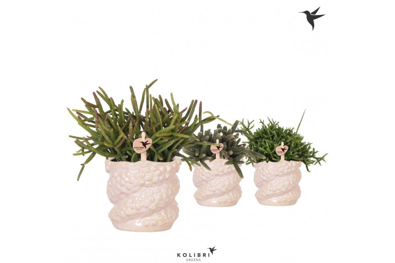 Rhipsalis mix Kolibri Greens Rhipsalis mix in Octopus pot pink1 pp 