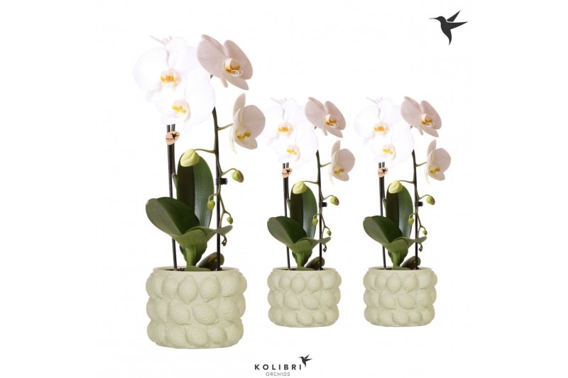 Phalaenopsis elegant cascade Kolibri Orchids Cascade Niagara fall 1 sp 