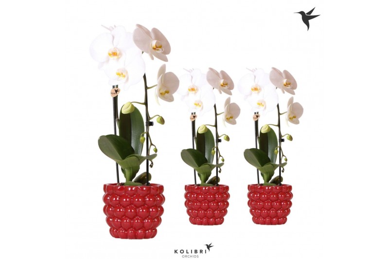 Phalaenopsis elegant cascade Kolibri Orchids Cascade Niagara fall 1 sp 